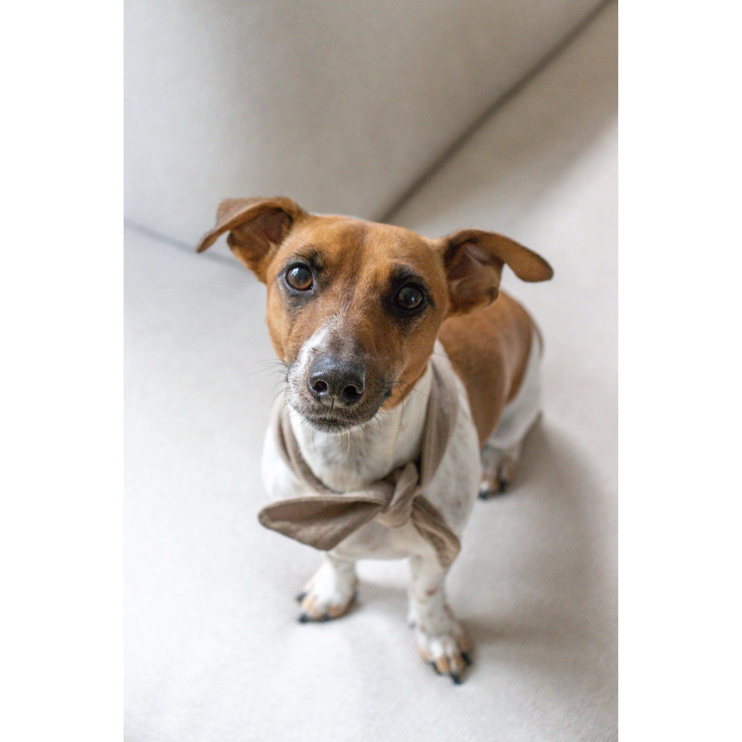 Hondenbandana I still live with my parents