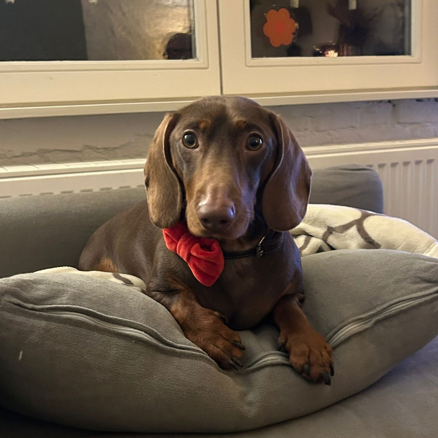 Vlinderdas Red velvet