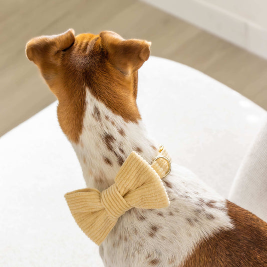 Vlinderdas Hond - Bow Tie Dog - Bow Tie Hond - Hondenaccesoire - Hondenaccessoires