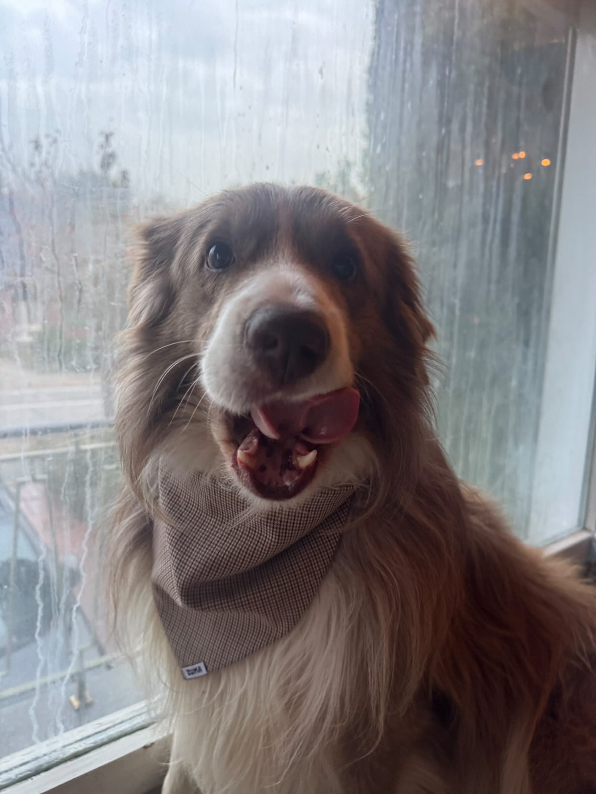 Hondenbandana Pied De Poule