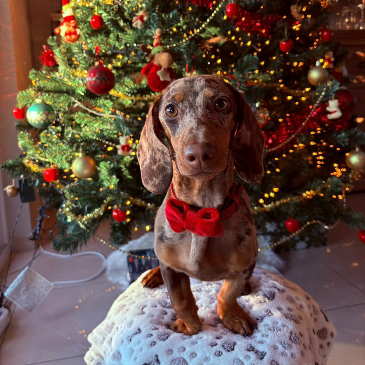 Vlinderdas Red velvet