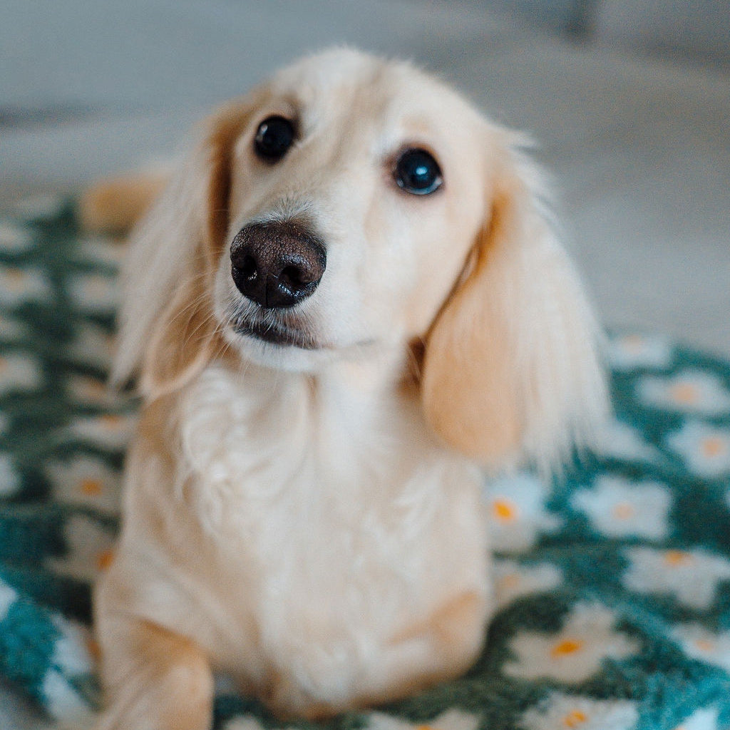Hond op een honden ligmat sage green.