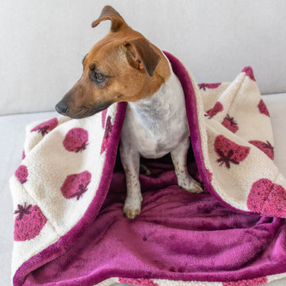 Jack Russell in Strawberry hondenslaapzak met aardbeienprint — Zuma Dogwear
