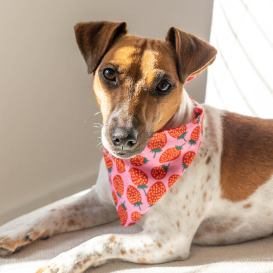 Hondenbandana Strawberry