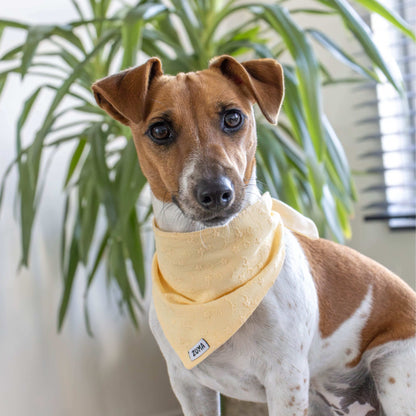 Hondenbandana Sunny Blossom