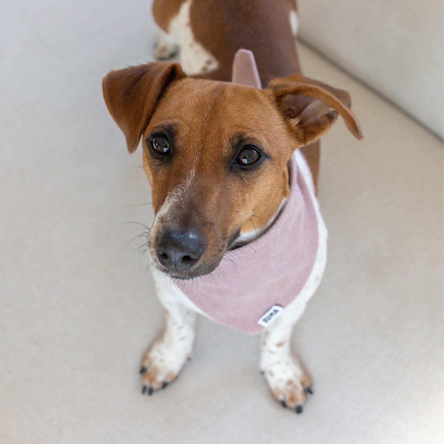 Hondenbandana Pink Velvet