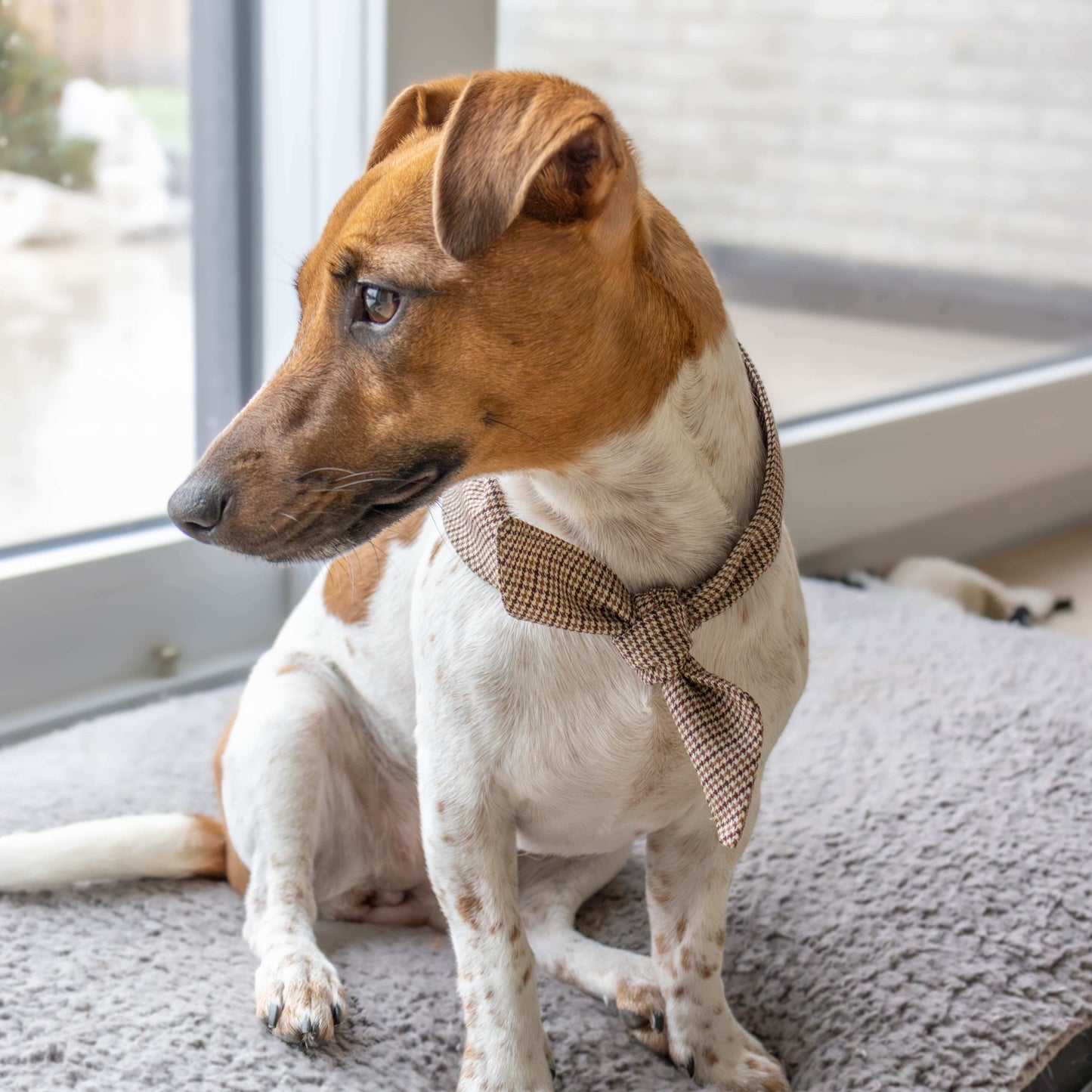 Zuma - Hondenbandana