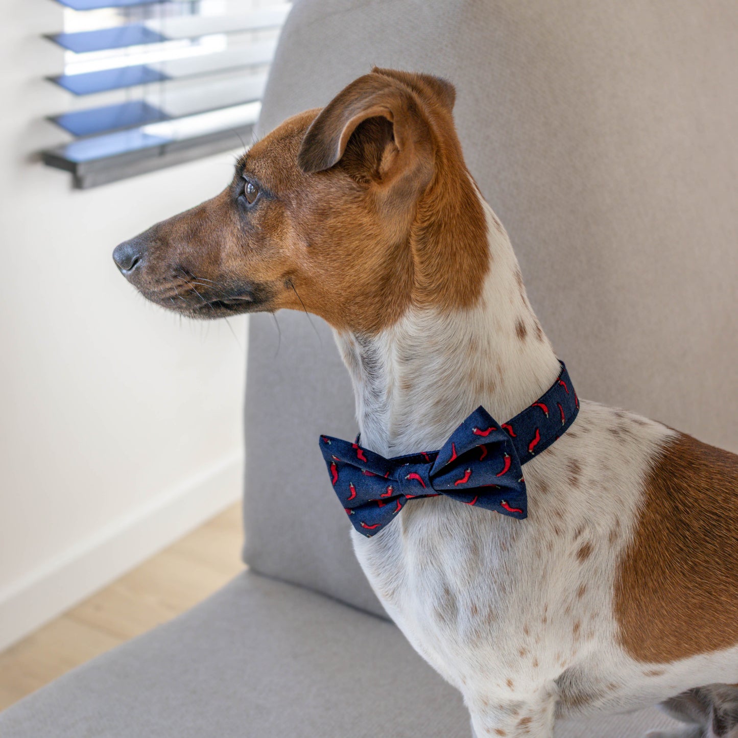 Vlinderdas Hot 'n Spicy