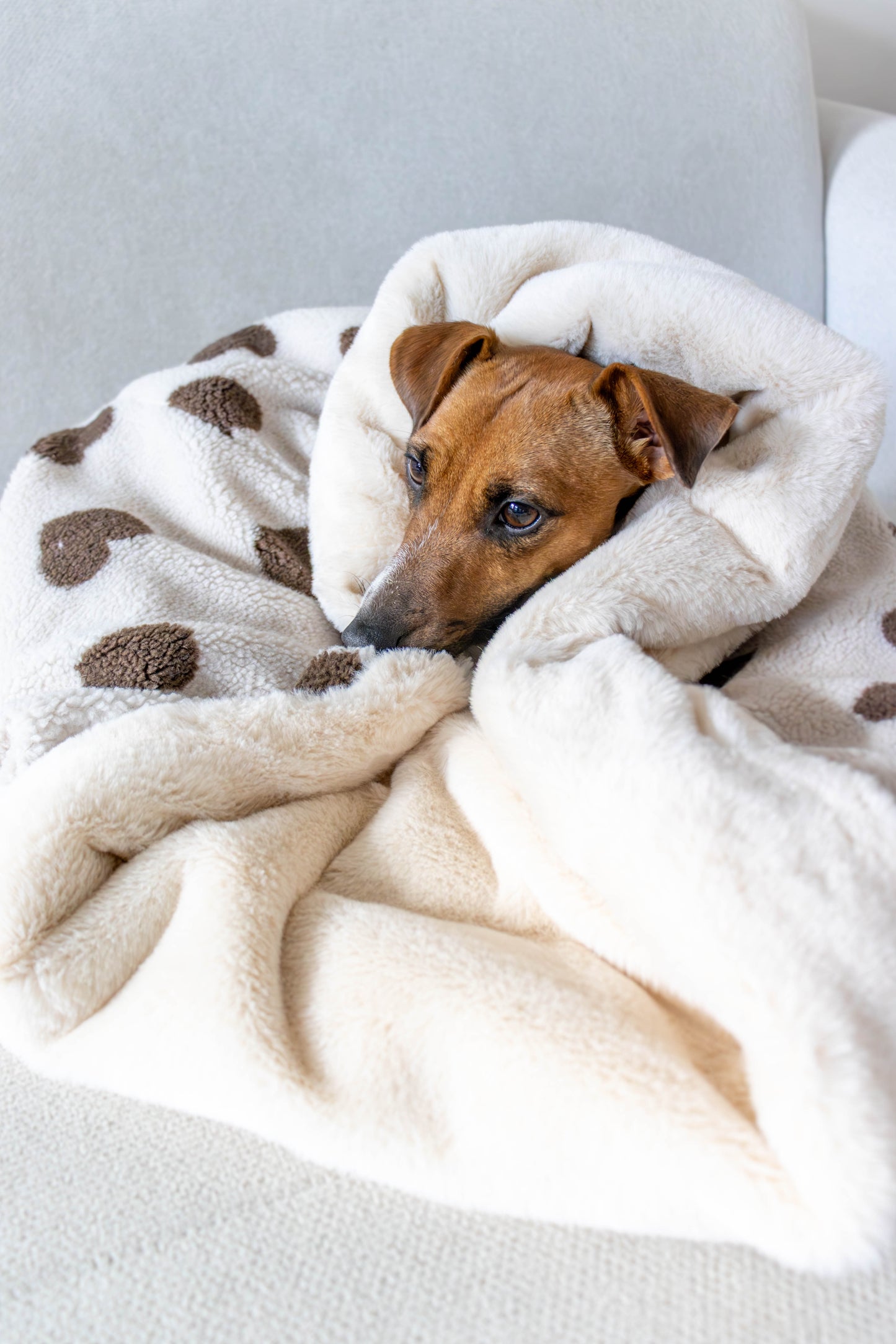Moderne bruine slaapzak voor een hond