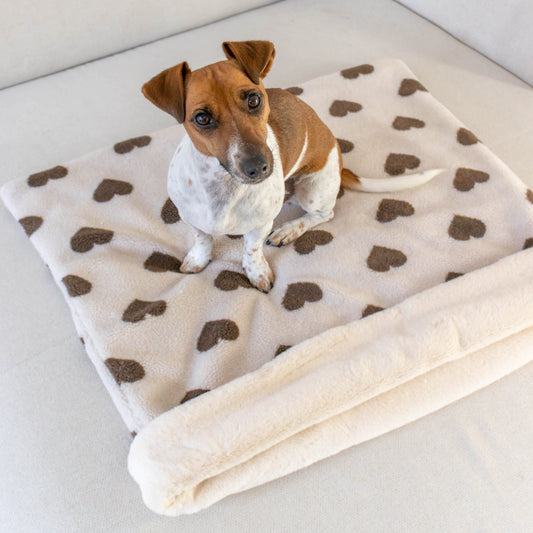 Hond op een hondenslaapzak van Zuma