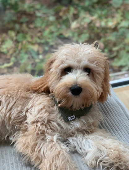 Doodle met een zuma hondenbandana, een belgische brand voor hondenaccessoires