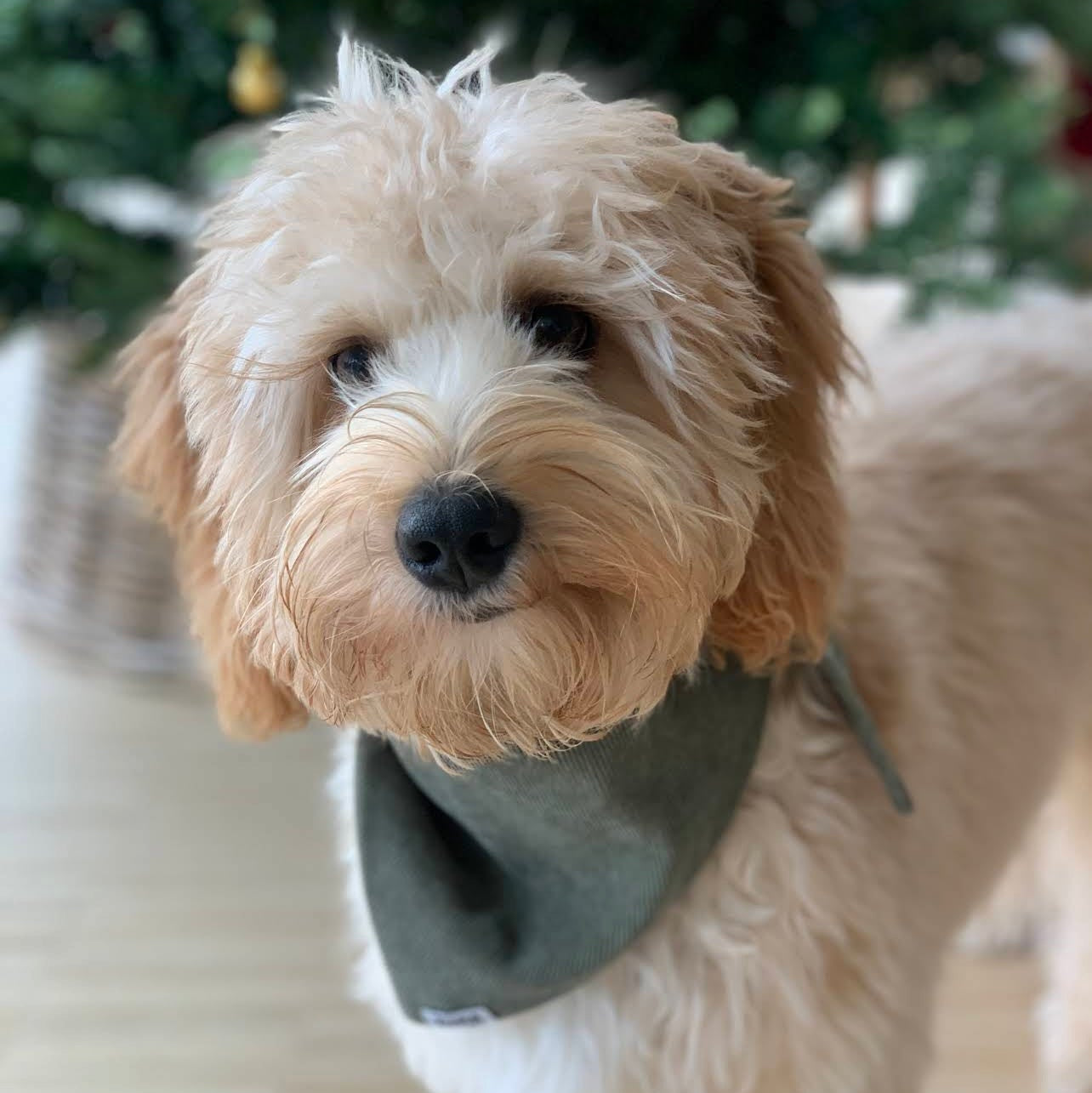 Doodle met een zuma hondenbandana kaki legergroen