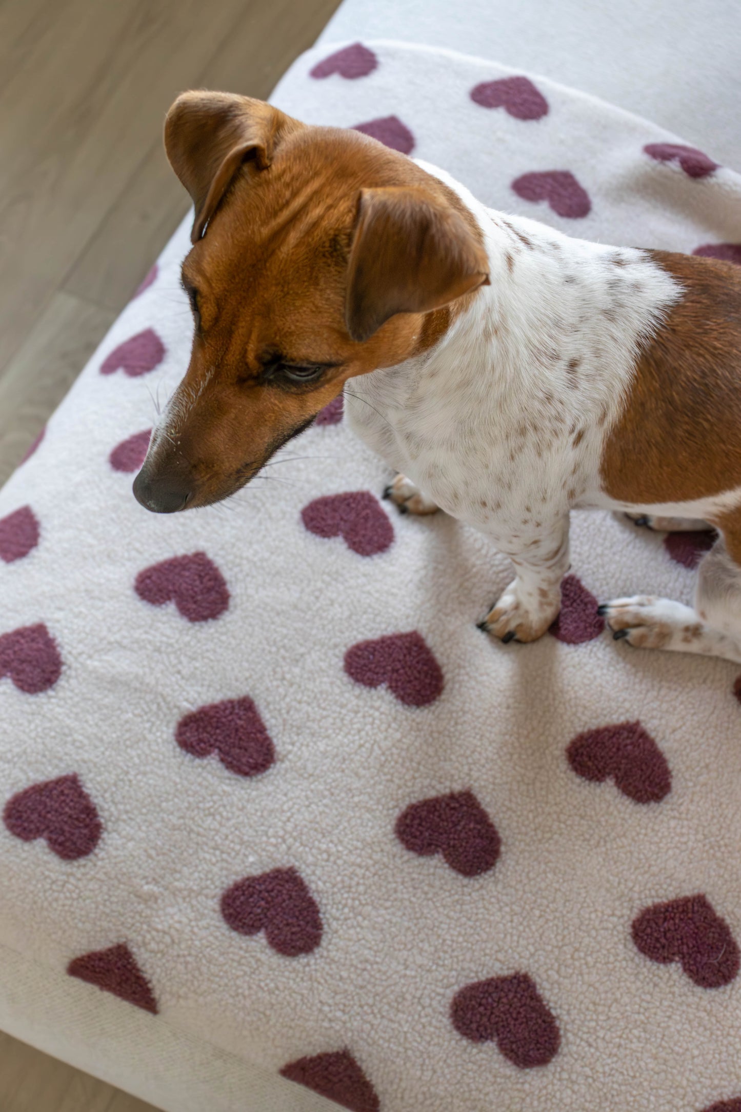 Hondenslaapzak Teddy Hearts