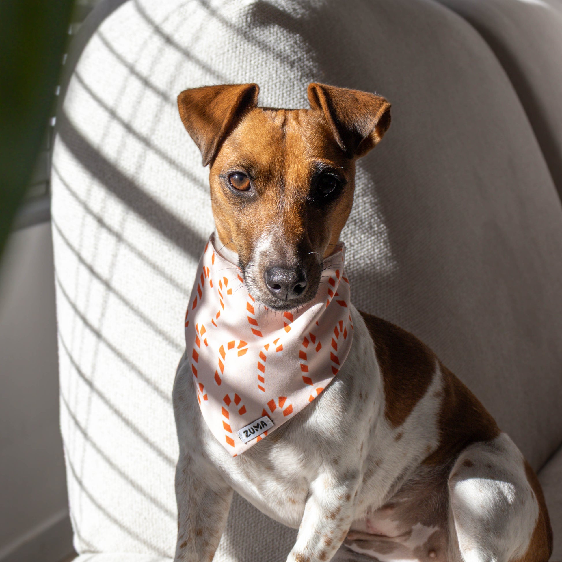 Jack Russel met bandana voor honden voor kerst met candy canes op