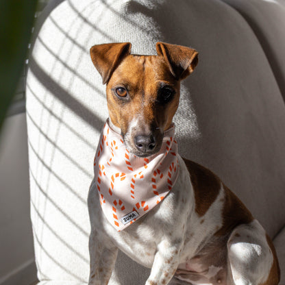 Jack Russel met bandana voor honden voor kerst met candy canes op