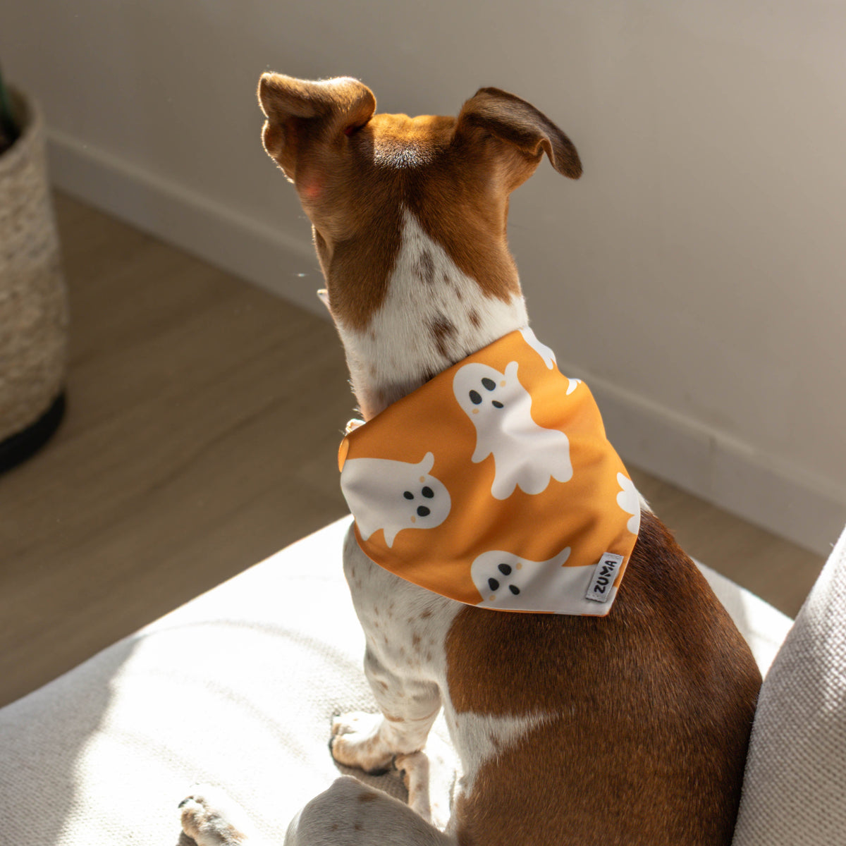 Hond die een bandana draagt met spookjes