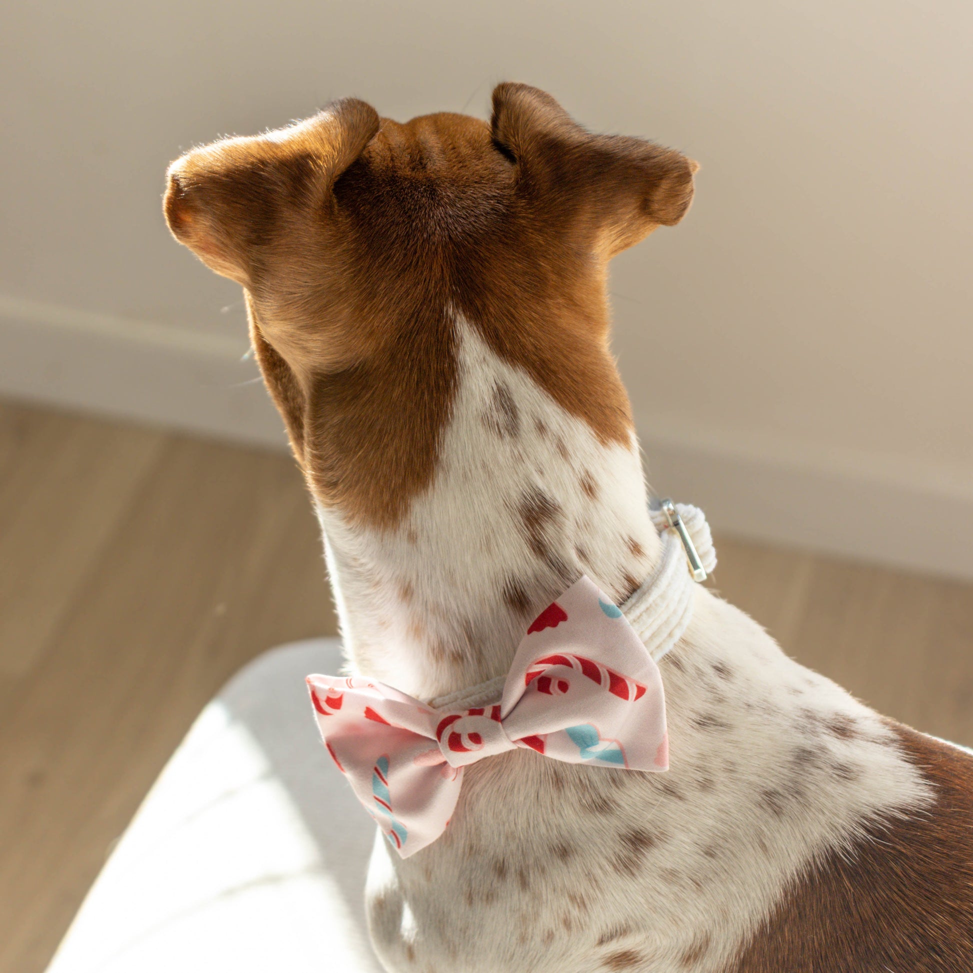 Hond met een strikje aan voor kerst