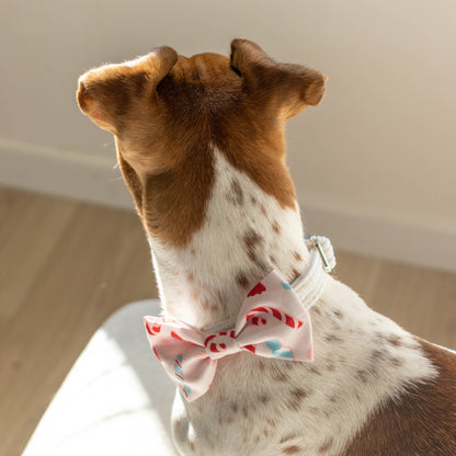 Hond met een strikje aan voor kerst