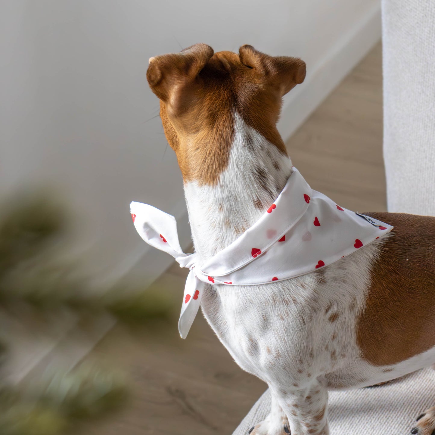 Hondenbandana Sweetheart