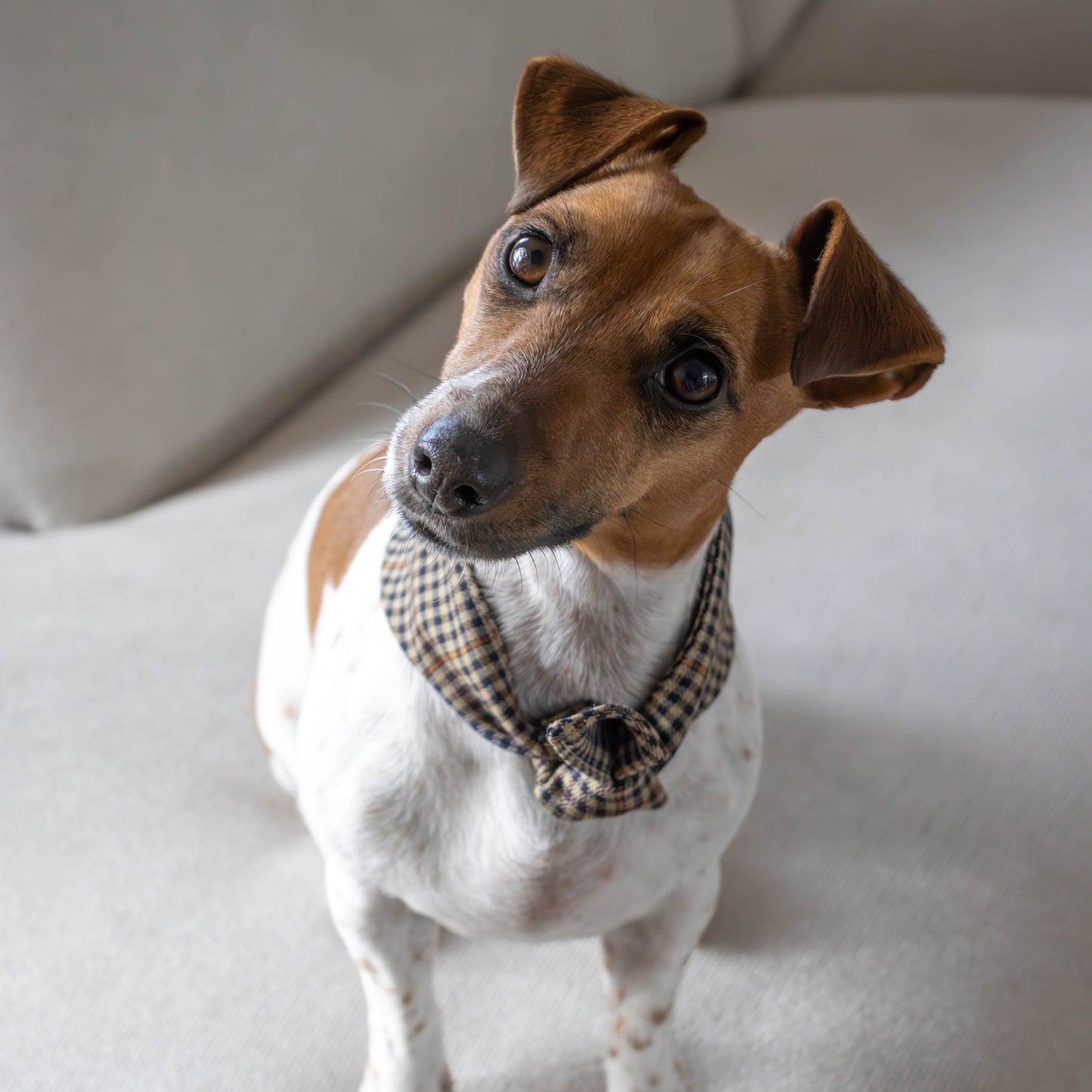 Hondenbandana Biscuit