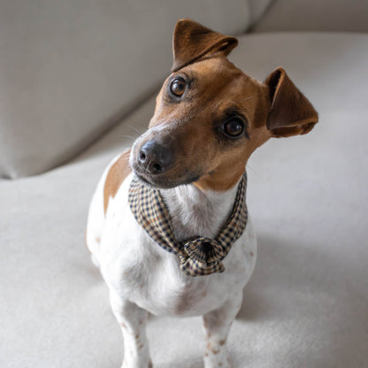 Hondenbandana Biscuit