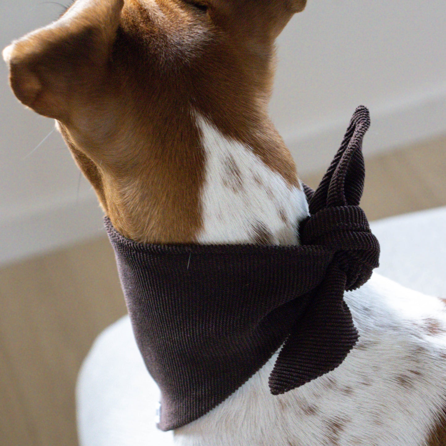 Hondenbandana Chocolate