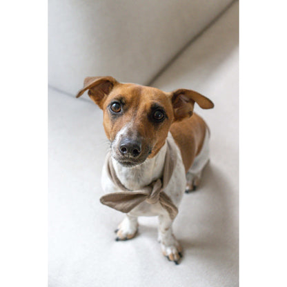 Hondenbandana I still live with my parents