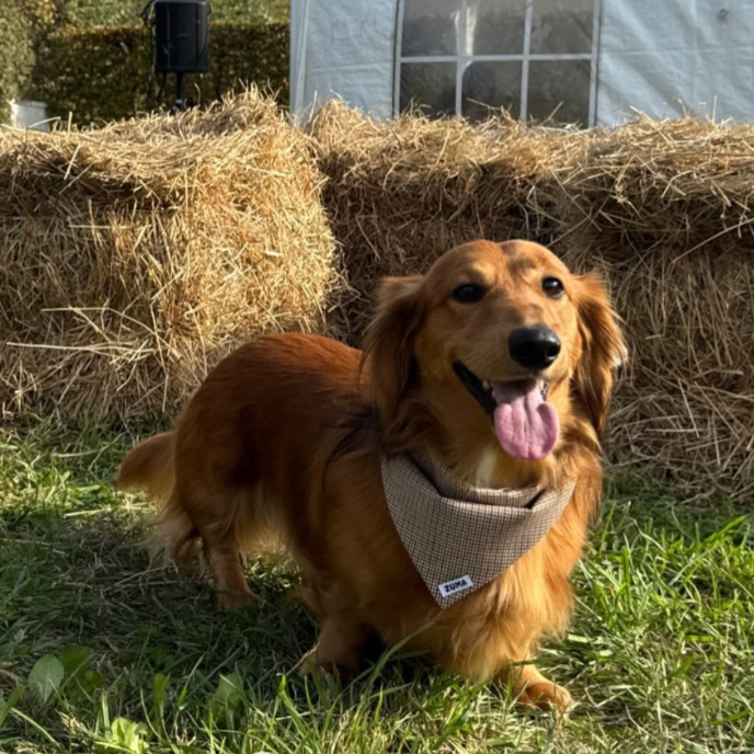 Hondenbandana Pied De Poule