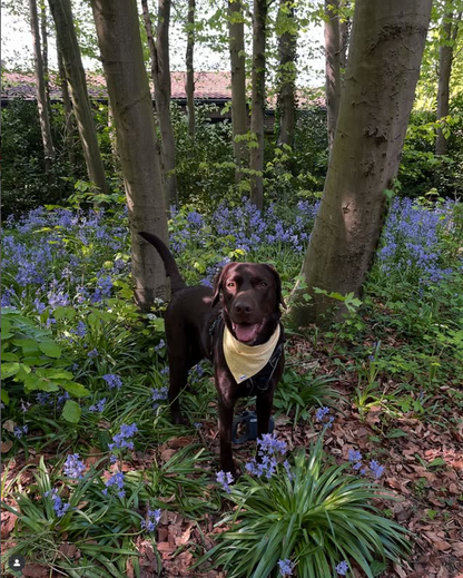 Bandana voor een bruine labrador geel