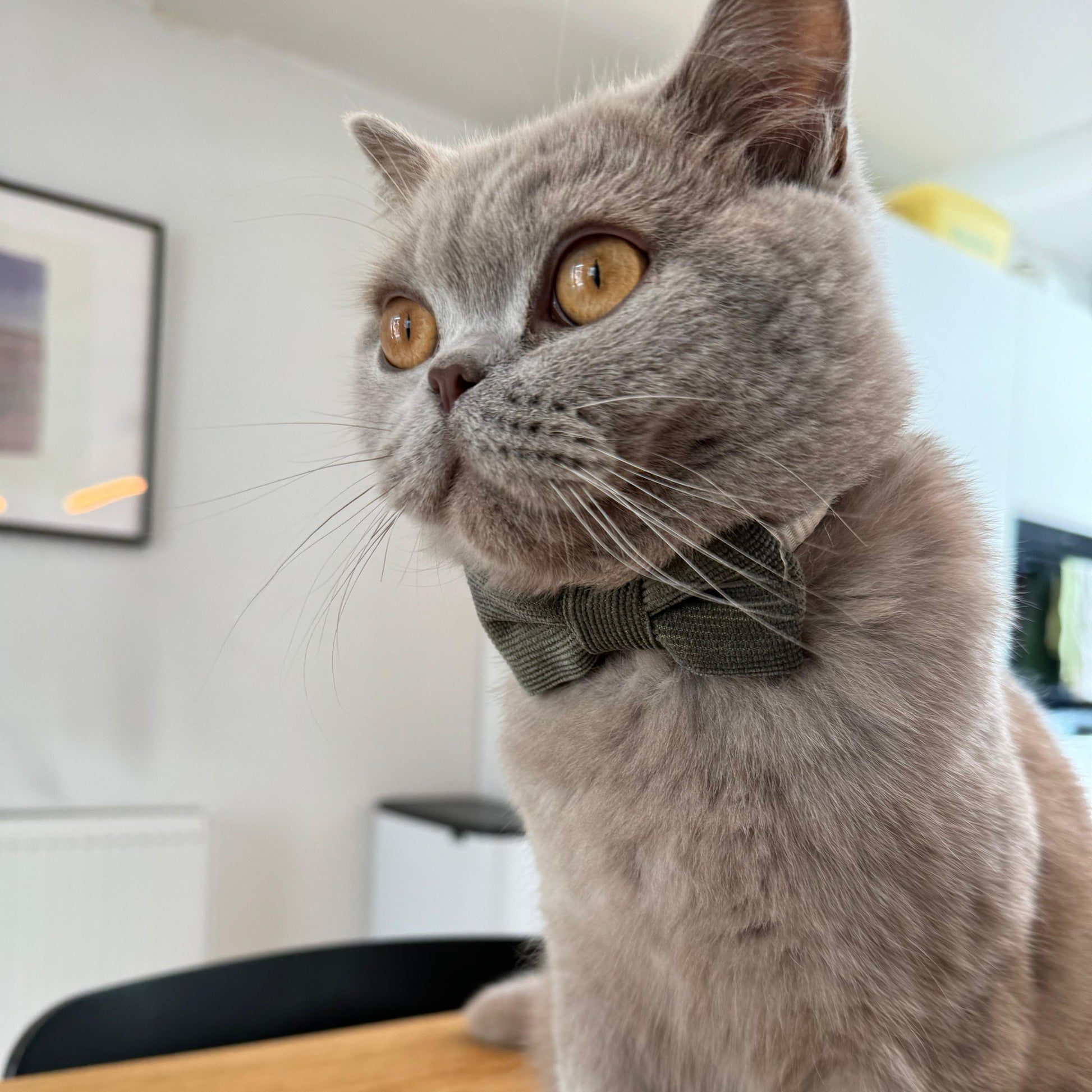 Strikje voor honden en katten in army groen, gedragen voor een poes