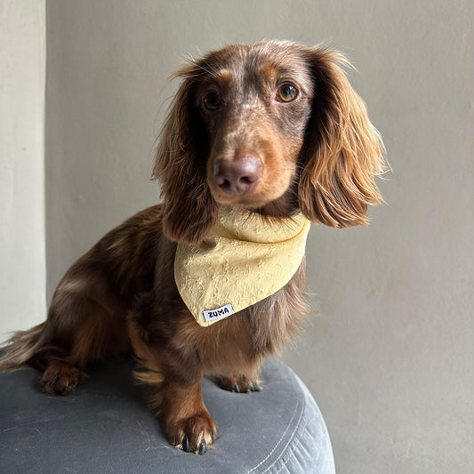 Teckel met een zuma hondenbandana in het geel sunny blossoms