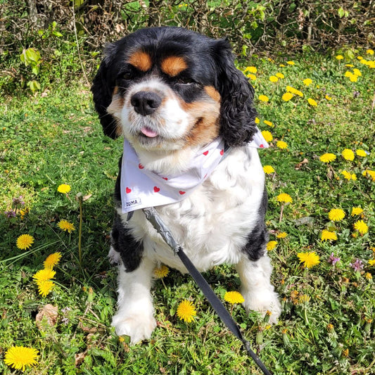 Hondenbandana Sweetheart