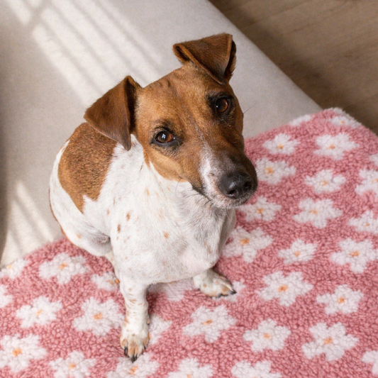 Close-up Hondenmat van Zuma dogwear in het roze met bloemen