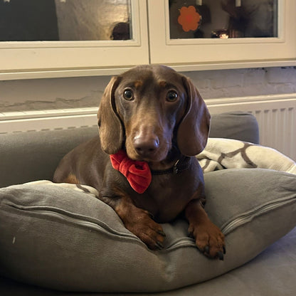 Vlinderdas Red velvet